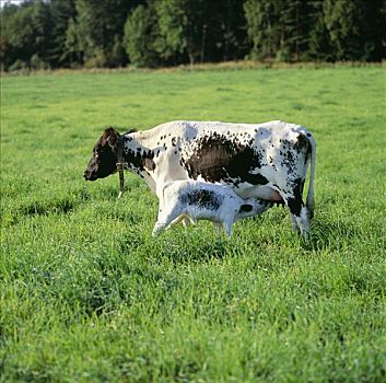 母牛,农场,瑞典