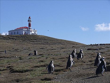 企鹅,灯塔,背景,竞技场,岛屿,麦哲伦省,智利