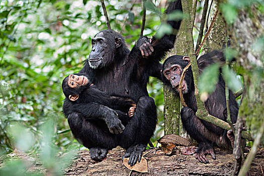 黑猩猩,类人猿,女性,幼仔,幼小,坦桑尼亚