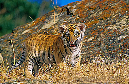 孟加拉,虎,大型猫科动物,幼兽