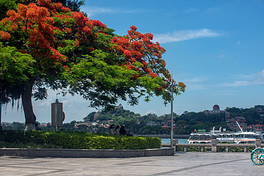 福建厦门,凤凰花开