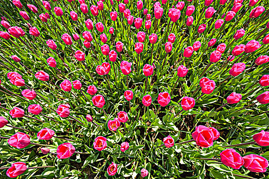 鲜明,粉色,郁金香,春天,库肯霍夫花园,荷兰南部,荷兰