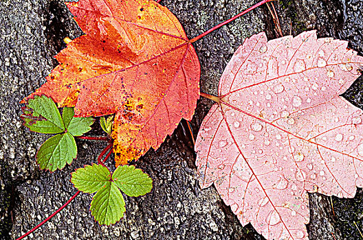 雨滴,红枫,叶子,苏人,安大略省,加拿大