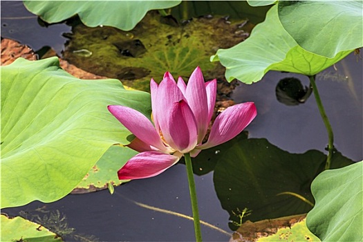 粉色,莲花,特写,北京,中国