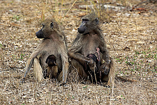 大狒狒,豚尾狒狒,女性,小动物,吸吮,克鲁格国家公园,南非,非洲