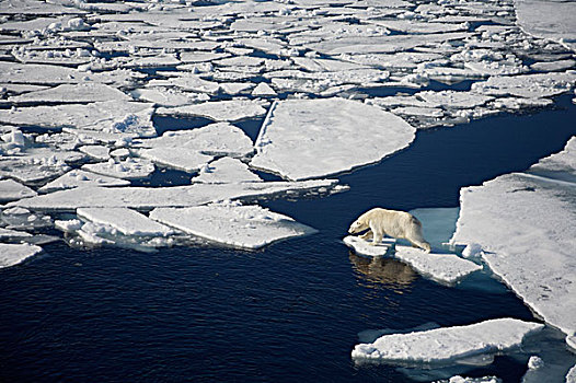 北极熊,融化,海冰,俯拍,游船,斯瓦尔巴特群岛,挪威