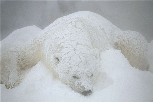 北极熊,睡觉,雪,戈登,哈得逊湾,加拿大,冬季,肖像