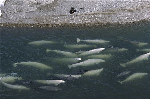 白鲸,鲸,游动,岸边,研究人员,照片,巴芬岛,加拿大