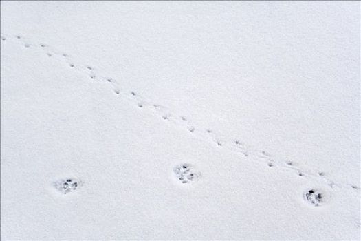 猫,老鼠,脚印,雪地