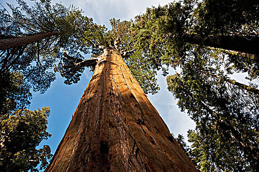 巨杉,红杉国家公园,加利福尼亚,美国