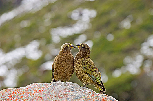 食肉鹦鹉,成年,一对,栖息,石头,南阿尔卑斯山,南岛,新西兰