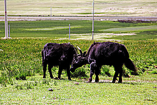 草地和牦牛