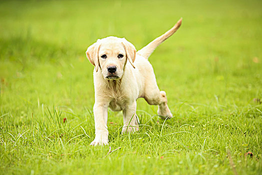 草坪上的拉不拉多幼犬