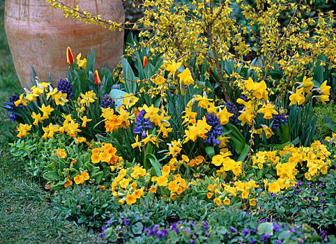 黄色,床,樱草属植物,春天,樱草花,水仙