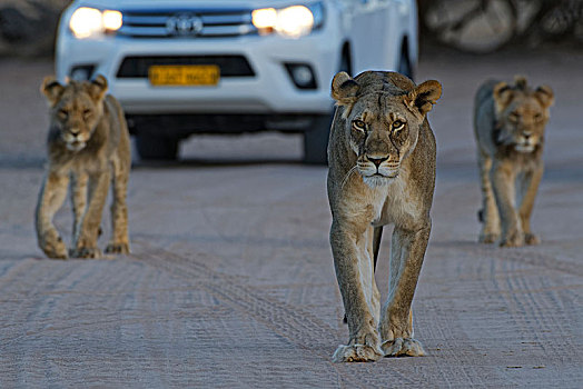 非洲狮,狮子,雌狮,两个,幼兽,雄性,走,土路,黄昏,旅游,交通工具,后面,卡拉哈迪大羚羊国家公园,北开普,南非,非洲