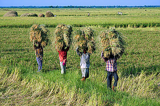 孟加拉,丰收,一个,三个,收获,百分比,稻米,四月,2008年