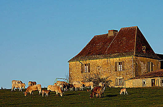 法国,阿基坦,母牛,牧群,老,农场