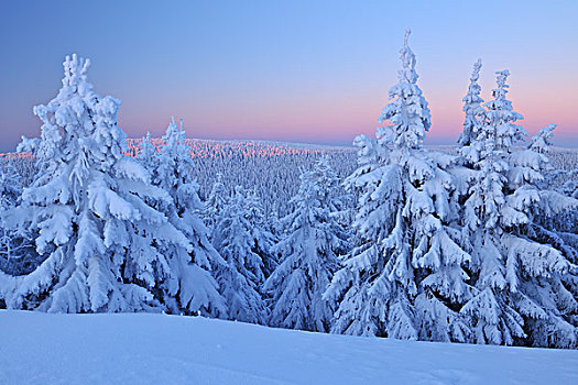 雪,遮盖,针叶树,树,黎明,图林根州,德国