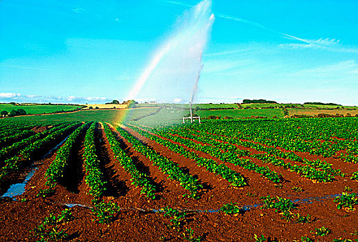 农场,灌溉,沃特福德郡,爱尔兰