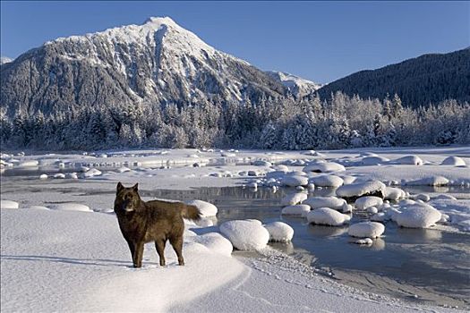 群岛,狼,黑色,阶段,站立,雪,堤岸,河,通加斯国家森林,东南阿拉斯加,冬天