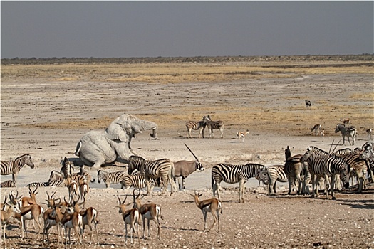 动物,公园,纳米比亚