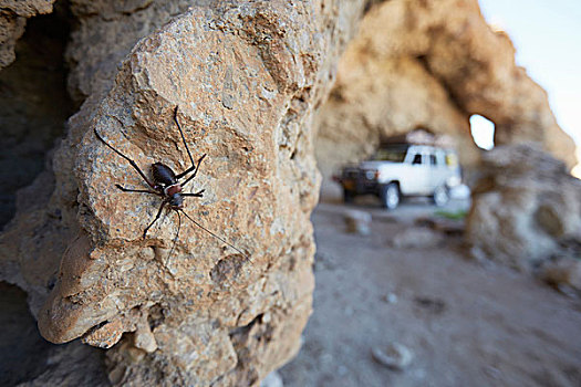 昆虫,岩石上,纳米比诺克陆夫国家公园,纳米比亚