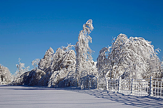 树,栅栏,土地,积雪,魁北克,加拿大