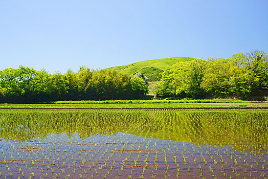 稻田,熊本,日本