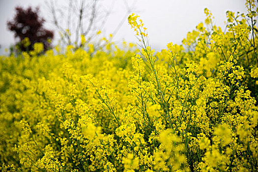 江苏兴化油菜花