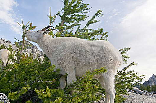 美国,华盛顿,喀斯喀特山脉,国家森林,高山,湖,荒野,石山羊,雪羊,母羊,落叶松属植物,落叶松属,松树