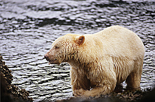 灵熊,白色,黑熊,只有,大熊雨林,海岸,不列颠哥伦比亚省,加拿大