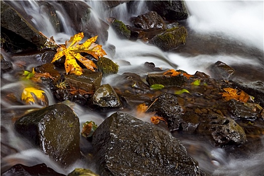 秋天,瀑布,自然,照片