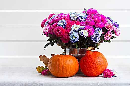 秋天,菊花,花,花束,粉色,蓝色,两个,南瓜,留白,白色背景,背景