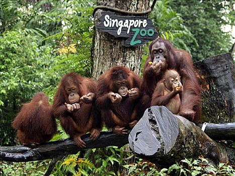 猩猩,黑猩猩,新加坡动物园,新加坡,亚洲