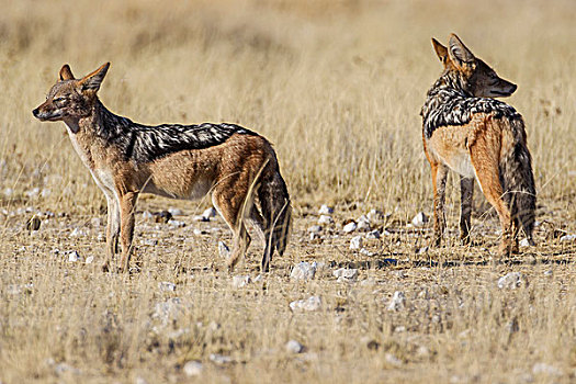 黑背胡狼,犬属,埃托沙国家公园,纳米比亚,非洲