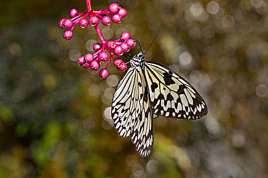 大帛斑蝶,栖息,花