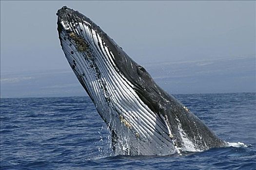 夏威夷,驼背鲸,大翅鲸属,鲸鱼,鲸跃,使用,向上