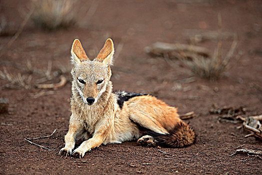 黑背狐狼,黑背豺,成年,休息,克鲁格国家公园,南非,非洲