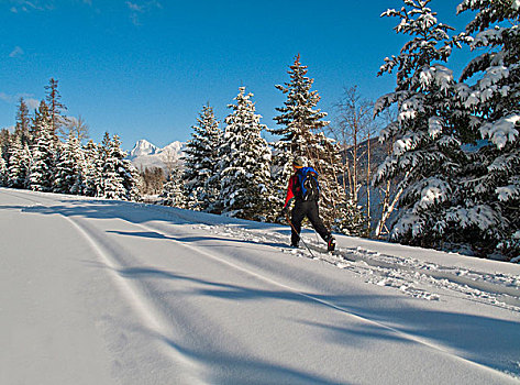 越野滑雪,鱼,溪流,冰川国家公园,蒙大拿