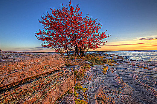 树,红色树叶,岸边,乔治亚湾,安大略省,加拿大