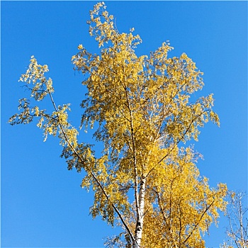 黄色,桦树,蓝色背景,天空,背景,秋天
