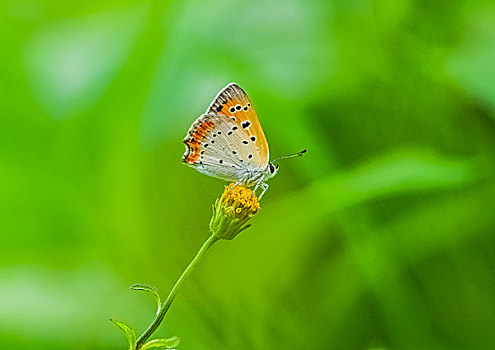 橙灰蝶