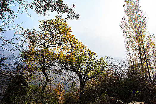 树叶,树枝,秋色,山