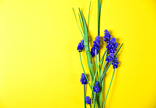 黄色背景,蓝花
