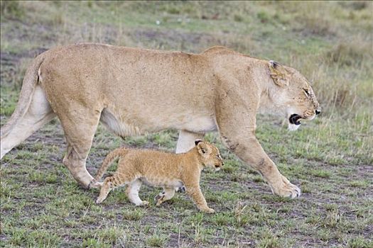 非洲狮,狮子,母兽,星期,老,幼兽,脆弱,马赛马拉国家保护区,肯尼亚