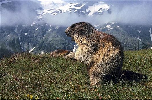 阿尔卑斯山土拨鼠,旱獭,啮齿类动物,山,草地,雪,哺乳动物,上陶恩山国家公园,奥地利,欧洲,山峦,阿尔卑斯山,动物