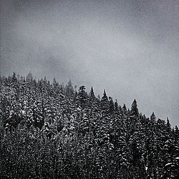 常青树,积雪,暴风雪,雪,树,自然,风景,冬天