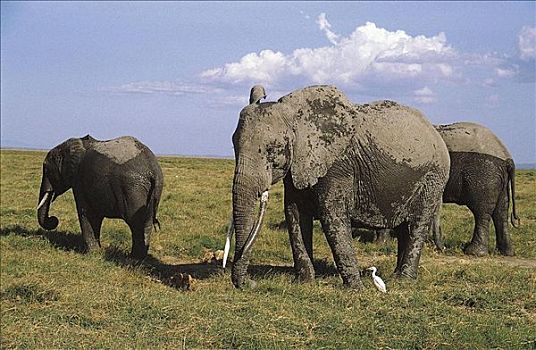 非洲象,浴,小动物,哺乳动物,肯尼亚,非洲,动物