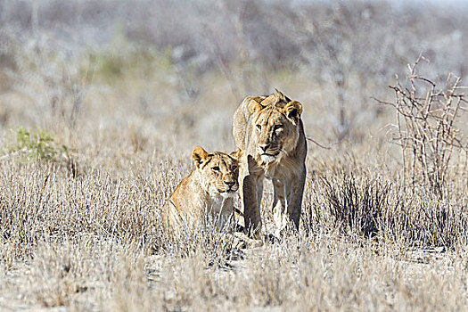 狮子,埃托沙国家公园,纳米比亚,非洲