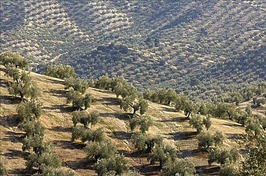 俯视,橄榄种植园,哈恩省,安达卢西亚,西班牙